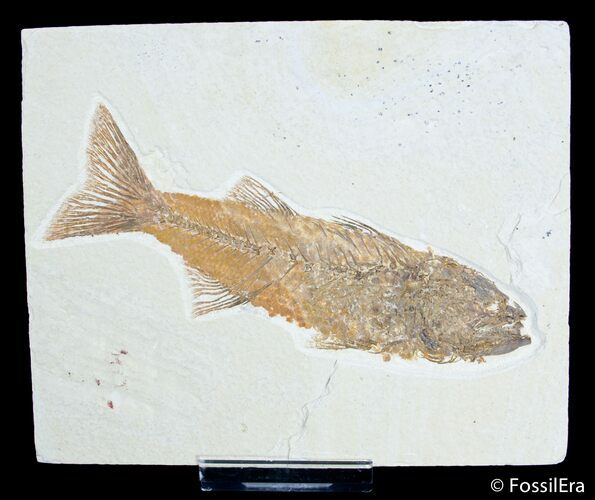 / Inch Mioplosus - Uncommon Fish Fossil #3097